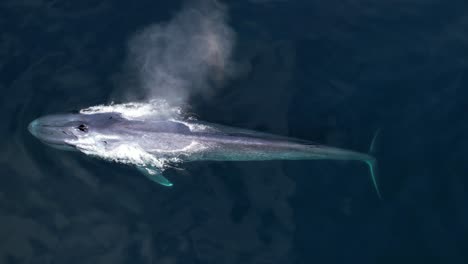 Rara-Toma-Aérea-De-Una-Ballena-Azul-Mientras-Lanza-Chorros-Antes-De-Sumergirse-En-El-Pacífico-Con-Una-Vista-Aérea-De-La-Casualidad