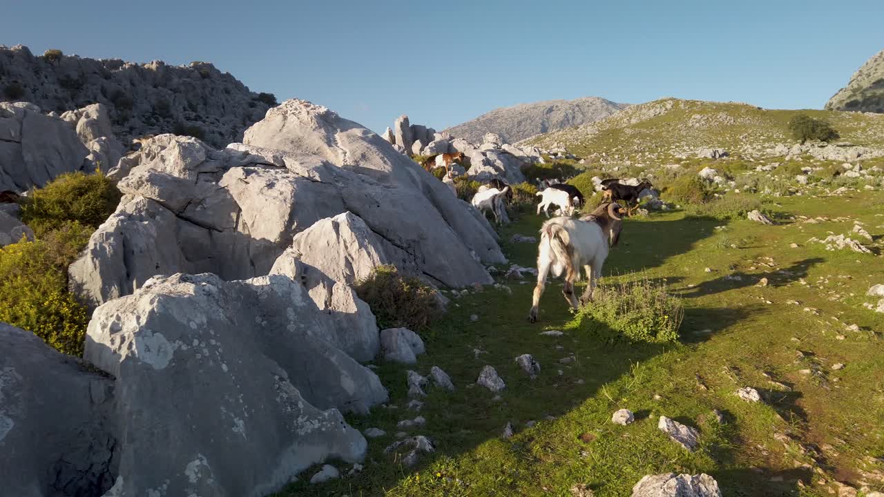 빌리는 거친 산 계곡에서 무리에 합류하기 위해 큰 바위 위로 올라갑니다.