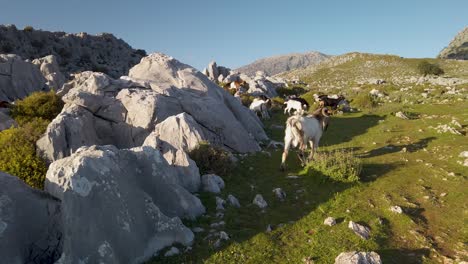 billy subiendo sobre grandes rocas para unirse al rebaño en un valle montañoso escarpado