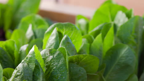 Römersalat-Wächst-Im-Garten-Der-Familie-Fast-Erntereif---Nahaufnahme