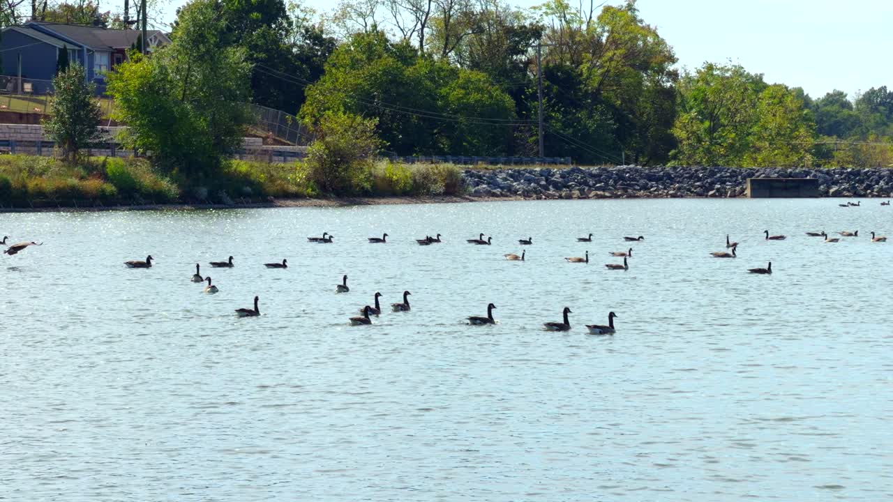 a large amount of ducks in a lake. Some flying. Sunny day