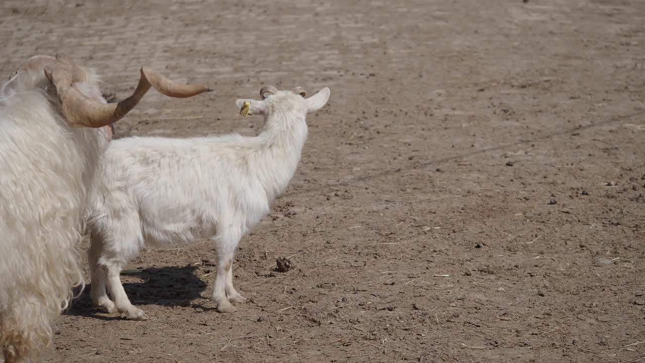 풀 에 있는 두 마리 의 염소