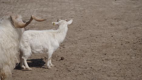 two goats in a pasture