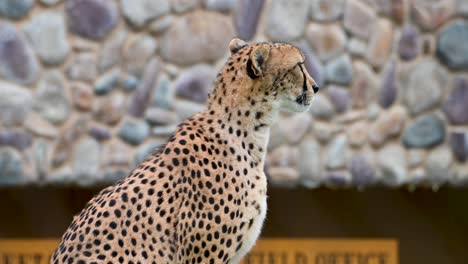 retrato de un guepardo en el recinto del zoológico con fondo de piedra