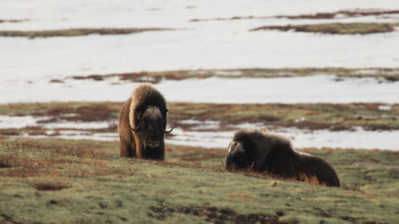 Wide shot, front view, musk oxen bull with female relax in sunset on Dovrefjell
