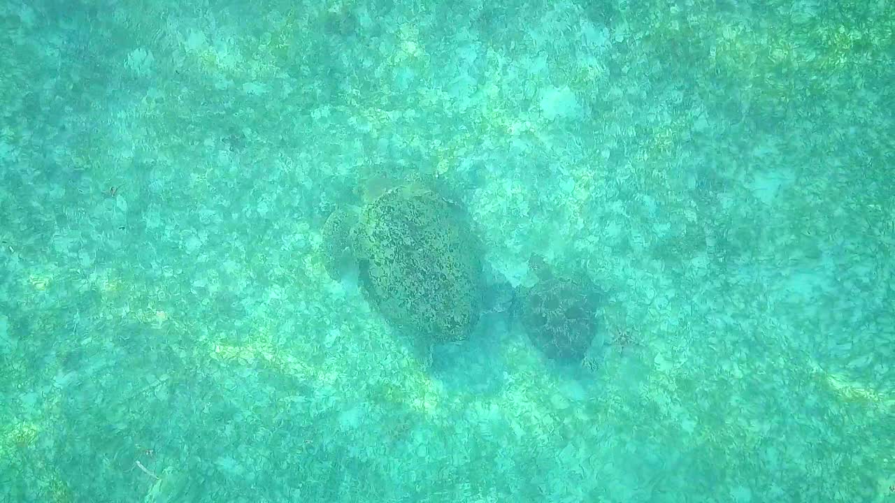 말레이시아의 맑은 물과 거북이 위의 공중 비행, 느린 동작으로 파도가 있는 꾸준한 새의 눈 관점 중간 샷