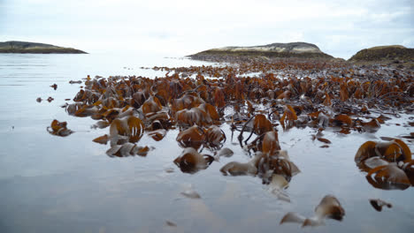 wide shot of kelp dancing back an forth in the slow waves during low tide