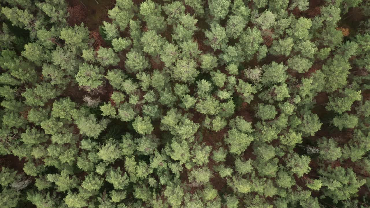 AERIAL: Top Down Shot of Pine Forest in Lithuania