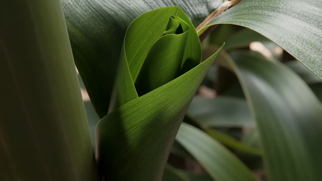 Close-up of a New Green Leaf Unfurling