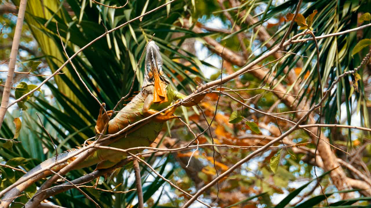 camaleón en una rama en el bosque de la selva. tailandia