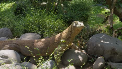 Un-Joven-Dragón-De-Komodo-Tomando-El-Sol-Sobre-Grandes-Rocas