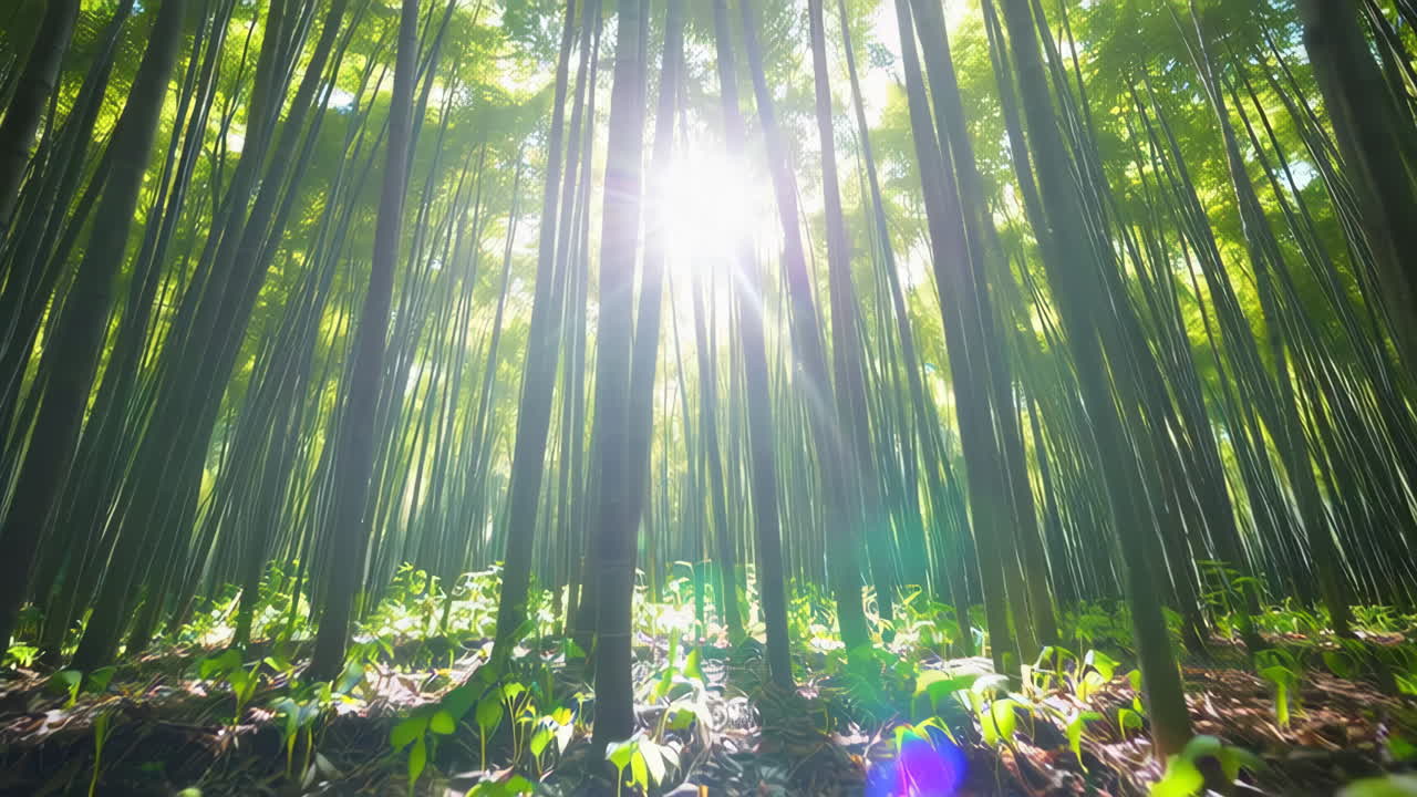 Sunlight Piercing Through a Tranquil Bamboo Forest