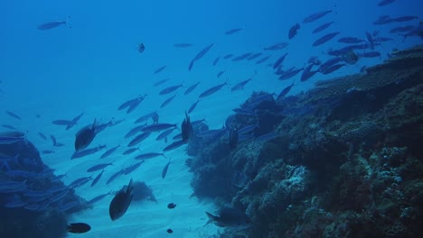 School-of-fish-moving-from-right-to-left-Norfolk-Island-South-Pacific-Slomo