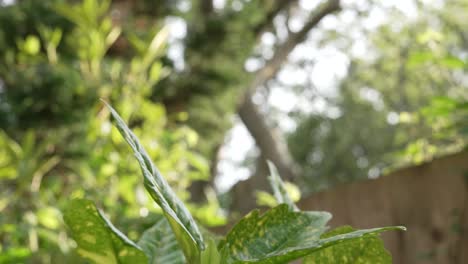 Árboles-Y-Plantas-Con-Viento-Suave-A-La-Luz-Del-Sol-Por-La-Noche.