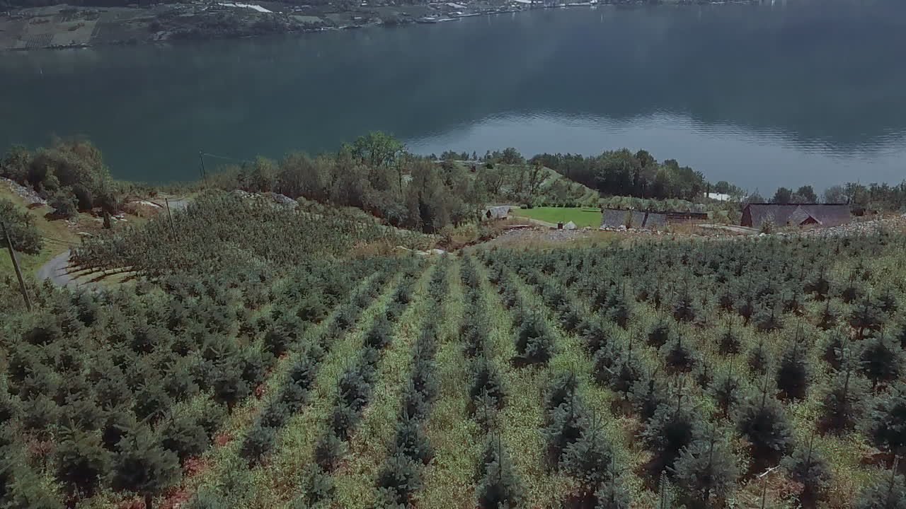 vista aérea de drones de hileras de plantaciones de colinas de pinos que vuelan hacia el lago