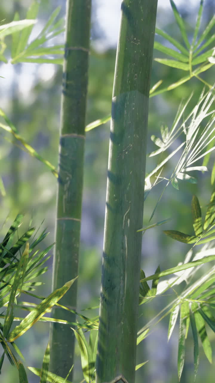 Bamboo forest with vibrant leaves and tall stalks during daylight hours