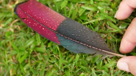 primer plano: la mano femenina caucásica coloca la pluma primaria llamativa de un turaco de cresta púrpura en el césped verde