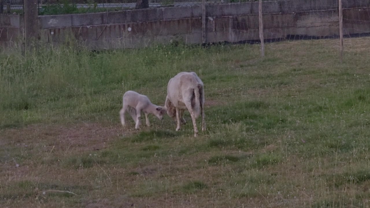 Un agnello e una pecora pascolano in un campo tranquillo al tramonto, ripresi in un'inquadratura ampia con illuminazione naturale e soffusa per filmati stock agricoli sereni