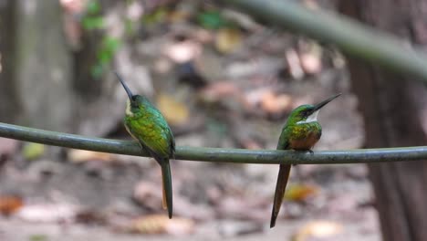 two rufous-tailed jacamar perched on vine in forest in africa