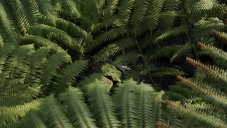 overhead shot of large fern leaves covering a