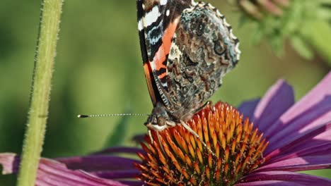 red admiral butterfly feeds on nectar of coneflower