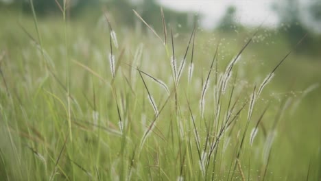 a close up shallow depth of field shot of wild grass and its blossoming flower in a field, india