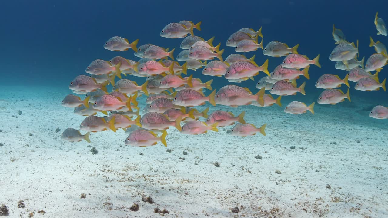 siguiendo a un gran grupo de peces en la cadena de islas de vanuatu