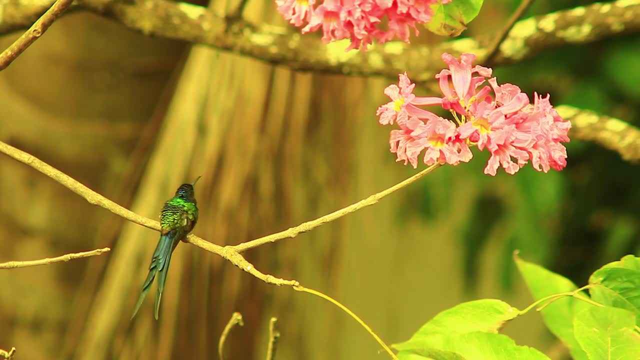 pequeño colibrí esmeralda de cola azul encaramado en el árbol de flores tabebuia rosea