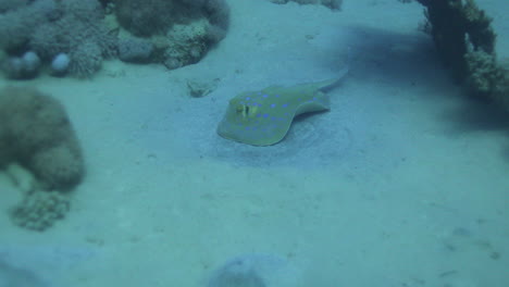 raya azul en el mar rojo al lado del arrecife de coral