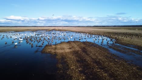 vista aérea de una gran bandada de gansos de frijol descansando, campo agrícola inundado, día soleado de primavera, disparo de drone de gran ángulo moviéndose hacia adelante