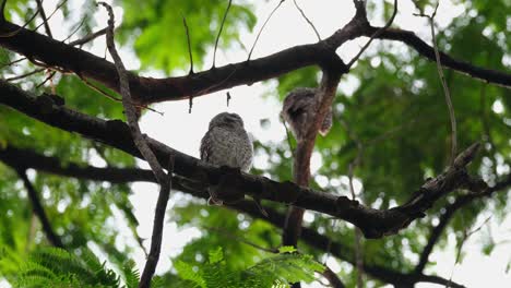 one in a lower branch roosting then flies away to the right and then other left seen at the background, spotted owlet athene brama, thailand