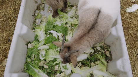 羊が農場の囲いの中で野菜を食べている