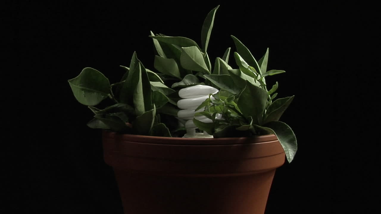 소형 형광 전구가 화분을 비춥니다.