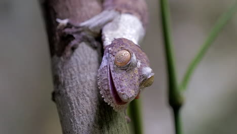 Blattschwanzgecko,-Der-Die-Zunge-Festhält