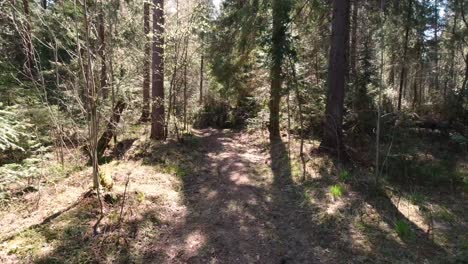 forest path on a sunny day