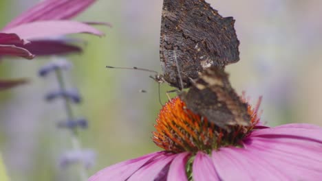 Close-up-of-2-butterflies-on-a-flower-violet-and-orange-moving