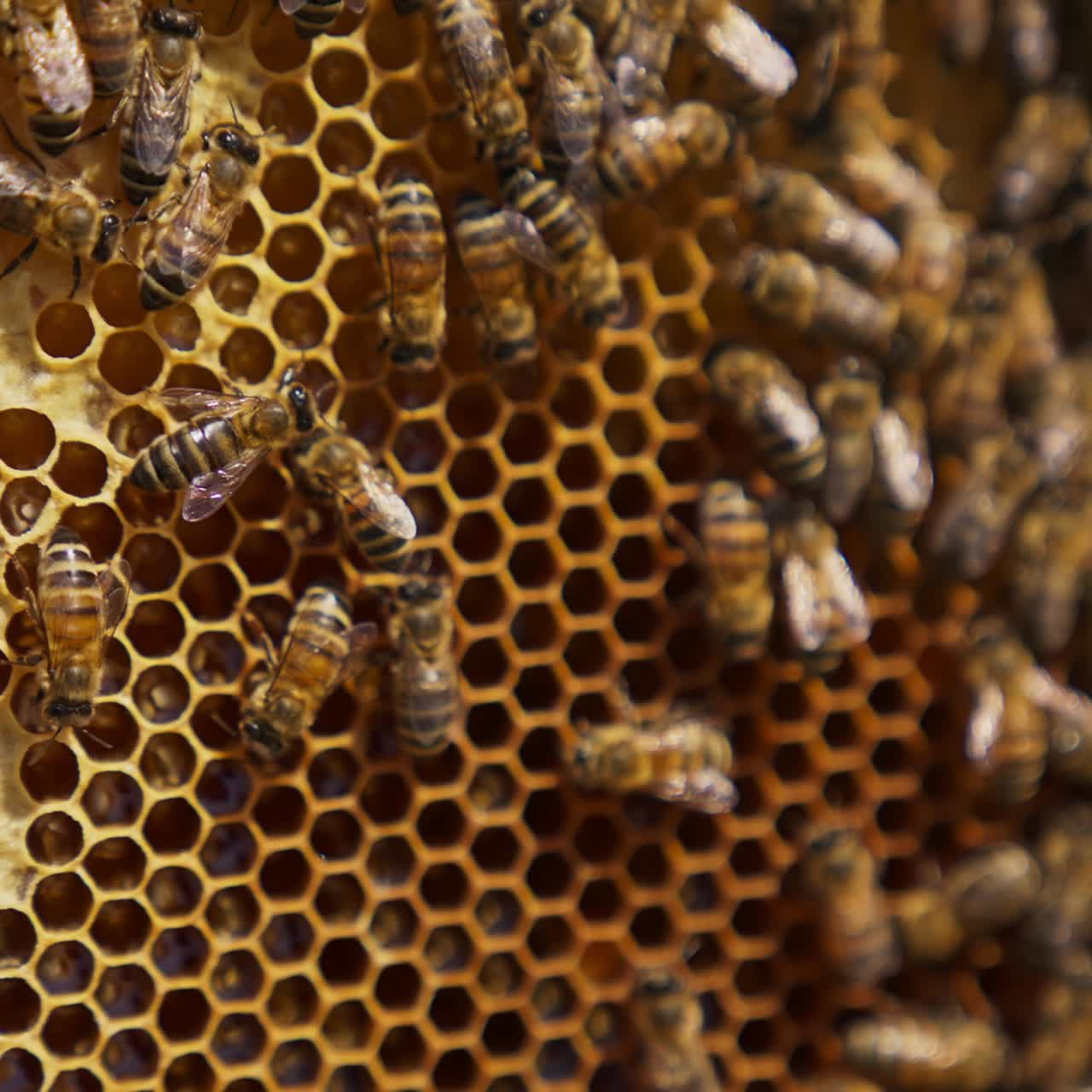 Bee colony crawling around the honeycomb. Frame with combs full of honey and partially sealed cells. Honeycomb background
