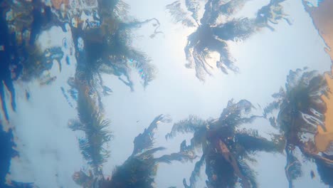 Palm-trees-viewed-from-inside-a-pool-under-the-water-ripples---Slow-Motion