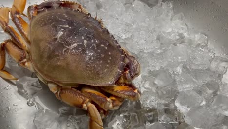 live dungeness crab bought from a local fish market