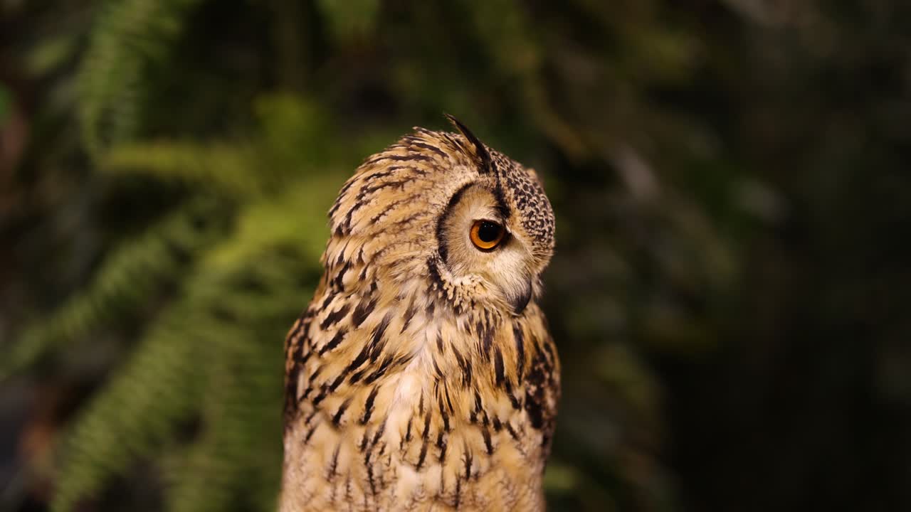 un búho gira la cabeza en la naturaleza.