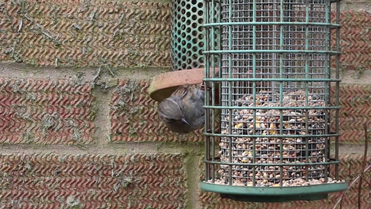 Tiny bird clinging upside down on green mesh feeder filled with seeds against brick wall in Southampton, England, showing agile feeding behavior and charming backyard wildlife moment