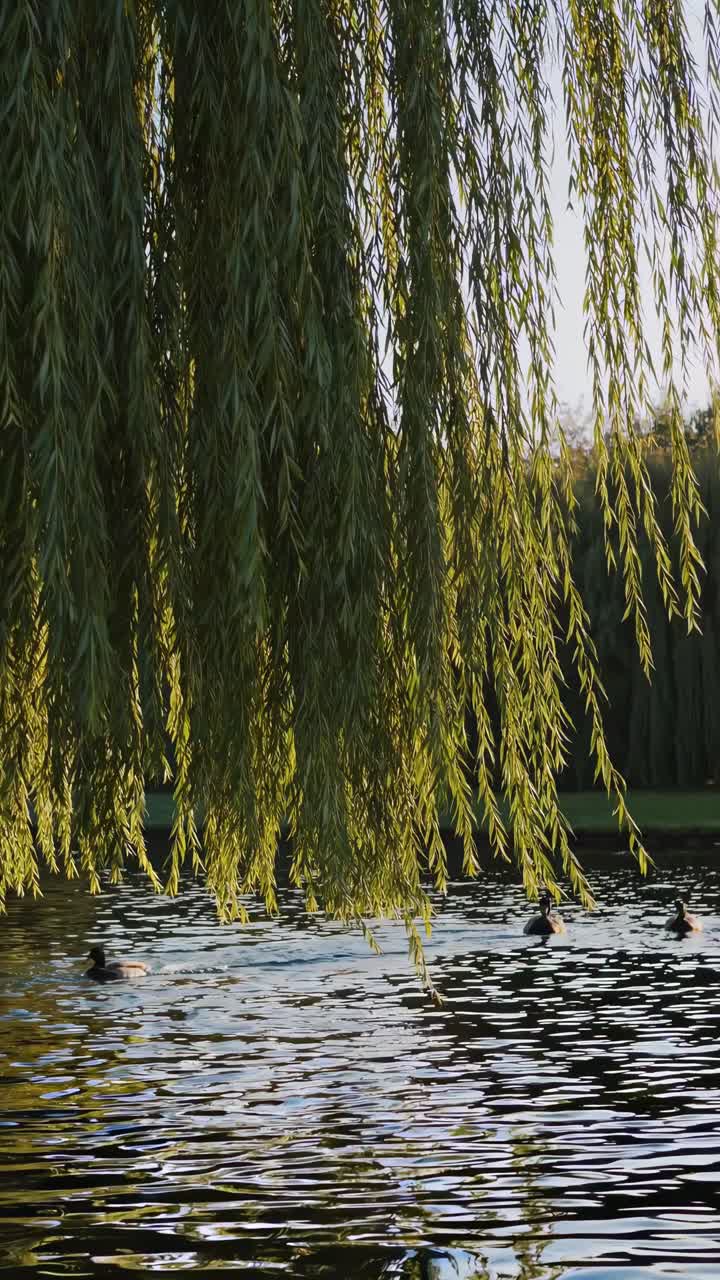 Serene video scene of willow branches hanging over a tranquil lake, captured from a low angle
