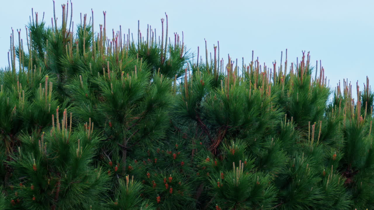View of pine tees moving in the wind while raining