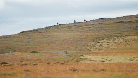 Una-Pequeña-Manada-De-Renos-Pasta-En-La-Cima-De-La-Colina-Cubierta-De-Hierba-En-La-Tundra-Otoñal