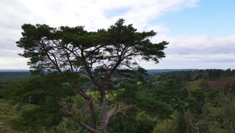 árbol alto y descripción general del paisaje circundante