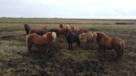 Imágenes-Aéreas-De-Drones-De-Caballos-Islandeses