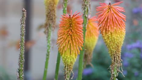 close-up of vibrant flowers swaying gently