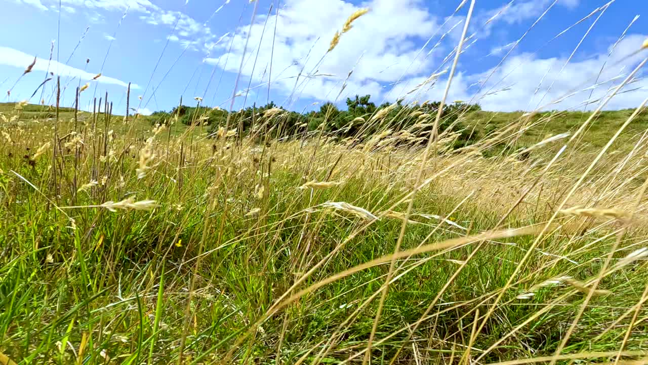 Low-angle camera moves through tall grass on a sunlit hillside in Cromarty, Scotland, capturing swaying blades and blue sky with natural daylight