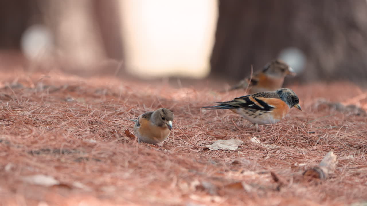fringilla montifringilla - bandada de pájaros brambling que se alimentan saqueando agujas de pino caídas en busca de semillas o nueces - movimiento lento de primer plano