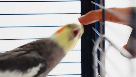 domestic household cockatiel naughty bird biting owners finger